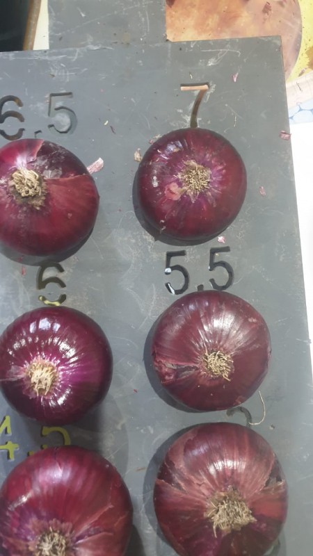 fresh onion red ,yellow ,white from Egypt